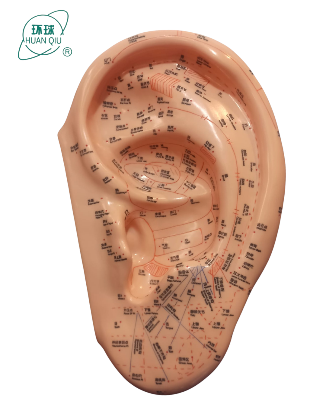 Modelo Oreja 40 cm en inglés