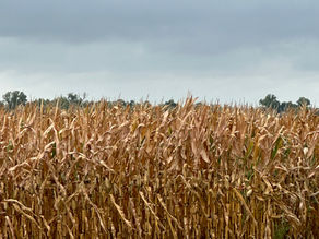 Good Fall Day!!! Labor Day!!! SALE!!! Today 8-31-24 through 9-3-24