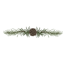 Las ramas de pino Spruce 5
