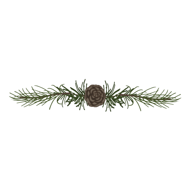 Pine Spruce Branches 5
