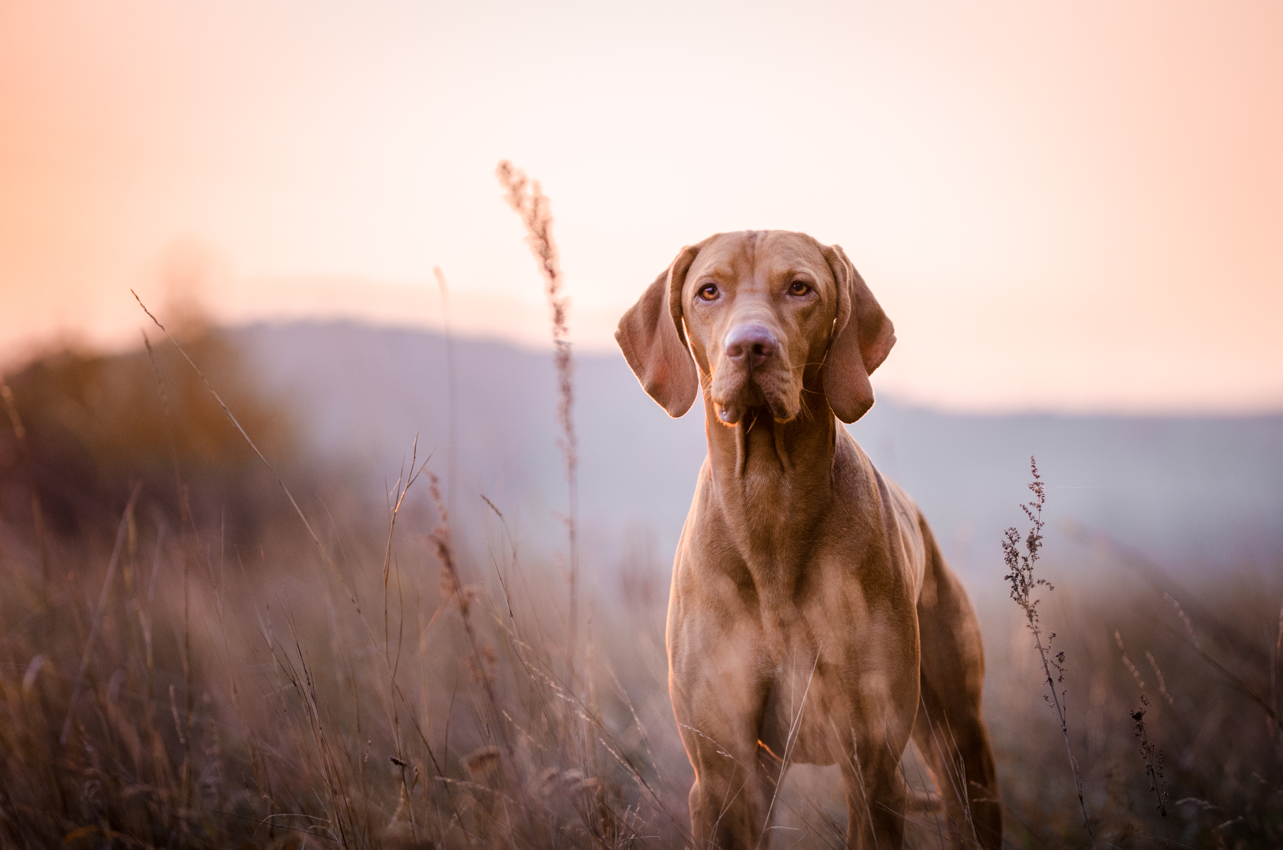 All Natural Dog Treats Chews Concord Masters Best Friend Inc