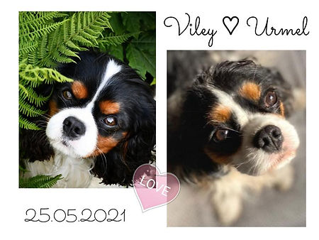 2021-05-25_Love_Viley_Urmel_web.JPG