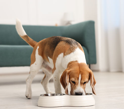 Cute Beagle dog eating from feeding bowl on floor at home.jpg