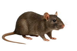 Rats travel the same routes daily along walls and edges to feel protected.