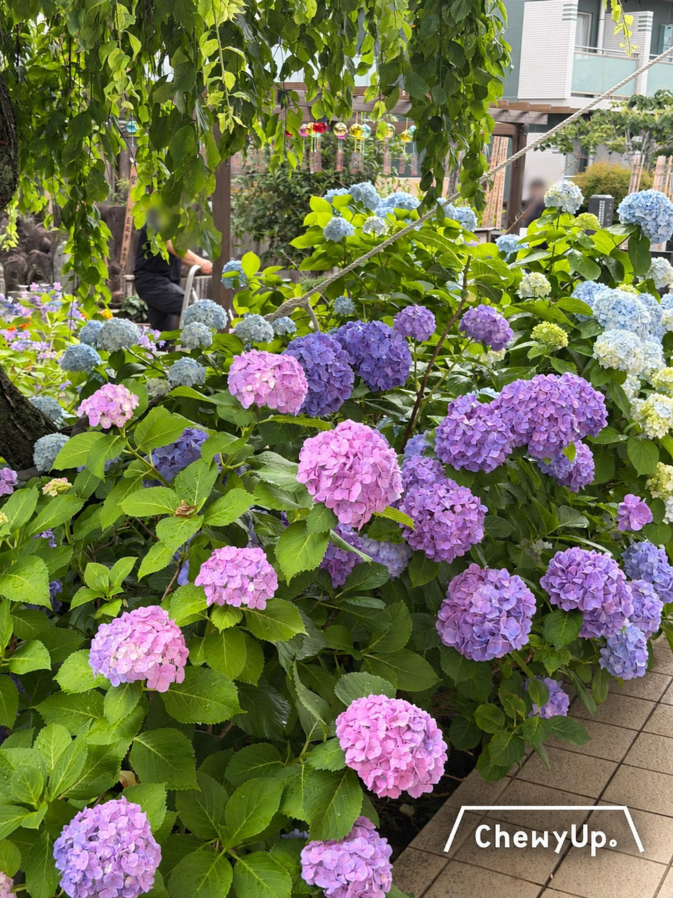 法輪寺垂枝樹下的粉紫、淡藍色繡球花。