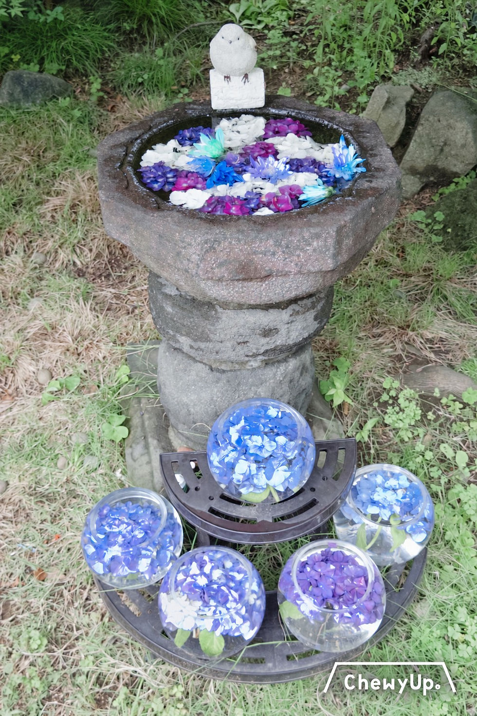 法輪寺的石盆花手水,旁邊放着盛滿繡球花的玻璃缸。