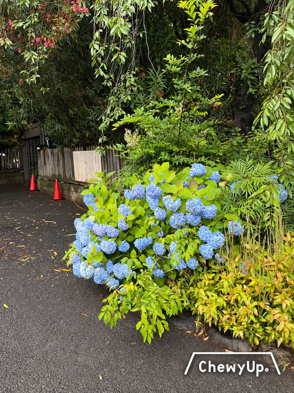 阿佐ヶ谷神明宮路邊的淡藍色繡球花。