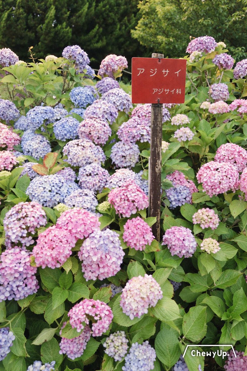 花圃中的紅色「アジサイ」名牌,四周是粉紅、淡紫和藍色繡球花。