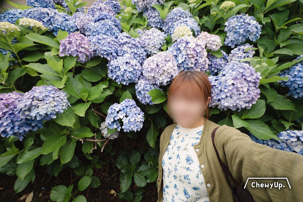 自拍構圖示範:人放在畫面一側,留大部分位置給繡球花;臉部已模糊處理。