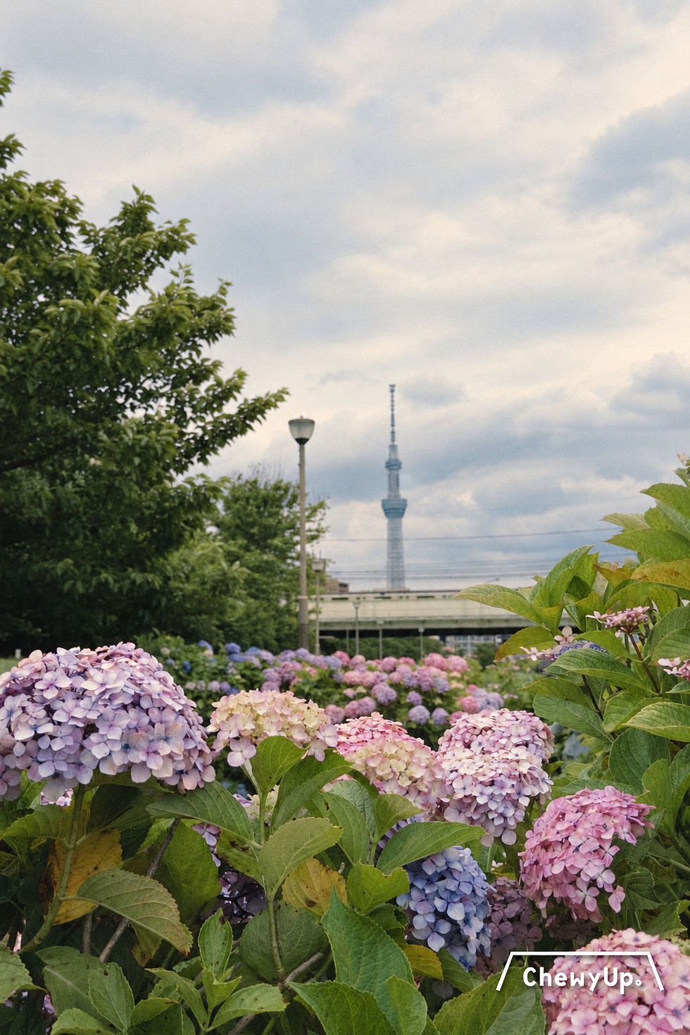 2026年6月10日,旧中川的繡球花與遠處晴空塔同框。