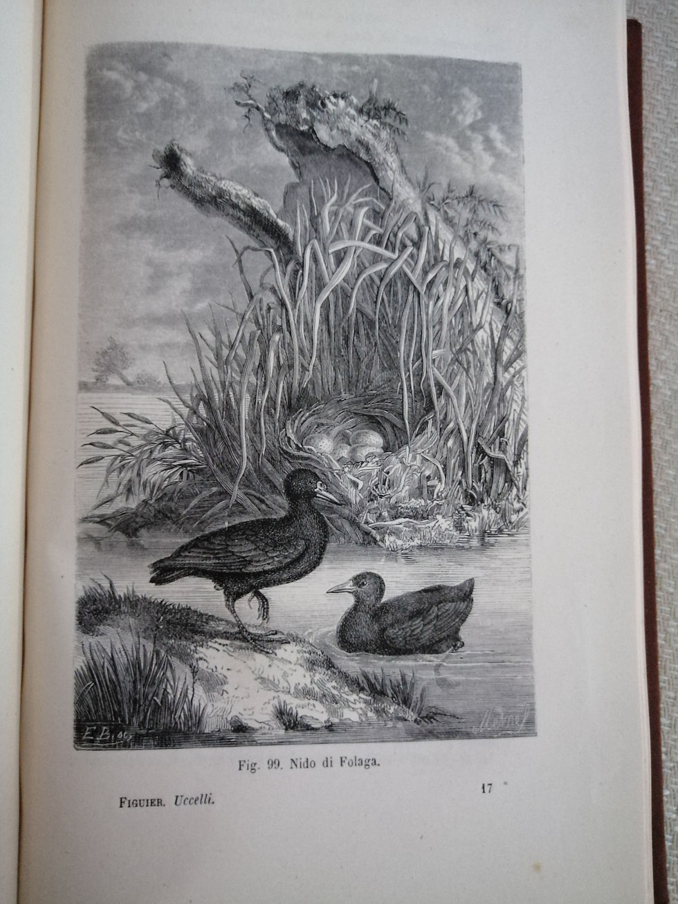 Miniatura: Gli uccelli   1881  di Luigi Figuier.