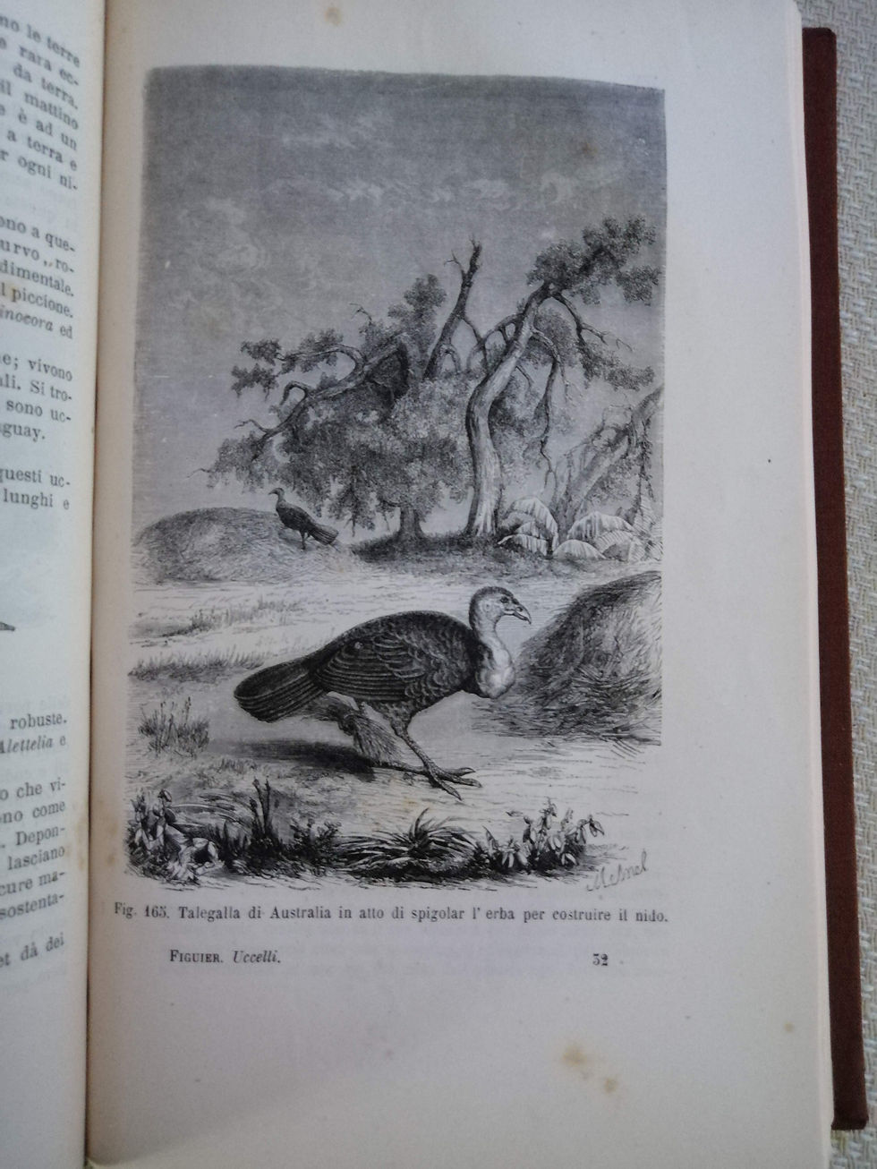Miniatura: Gli uccelli   1881  di Luigi Figuier.