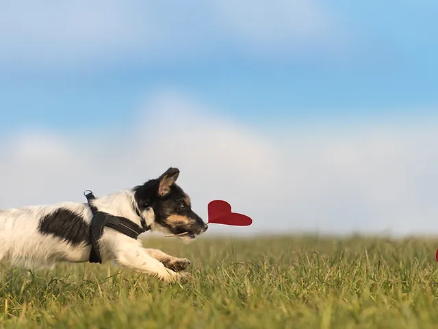 Dog Walker Groomer For The Love Of Dogs City Of Bristol