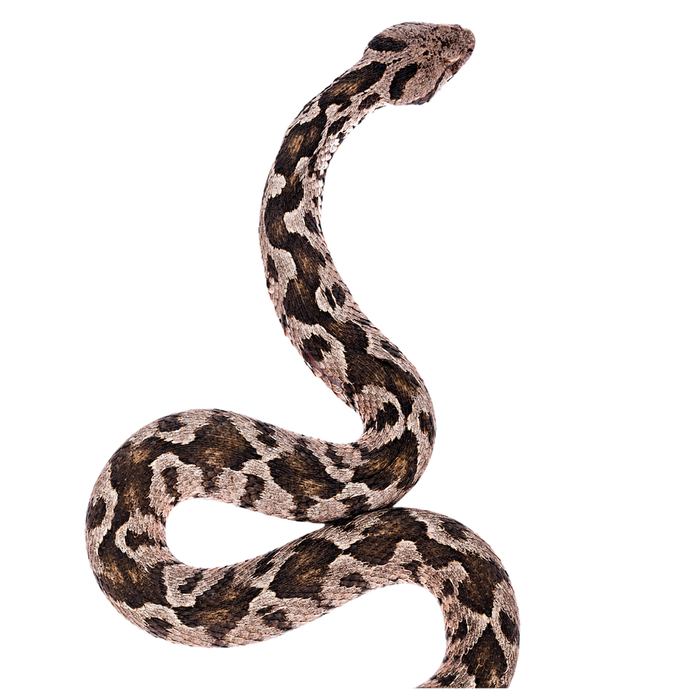 Gefleckte Schlange auf schwarzem Hintergrund