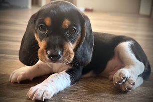 Scooter 6 weeks old.jpeg