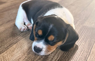 Bree 6 weeks old.jpeg