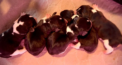 Rubys 5 puppies 050926.jpeg