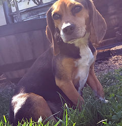 PRETTY PENNY PREGNANT.jpeg