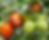 urbangro project tomatoes.png