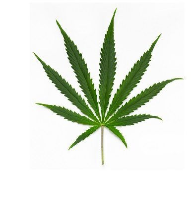 Cannabis