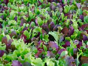 Mesclun mix.jpeg