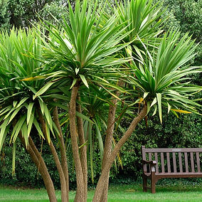 Cordyline australis.jpeg