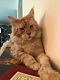 IMG_8043.jpeg