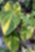 'Anthurium Brasilia Dreams'