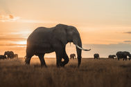 1_ElephantSunset.jpg