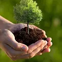 hands-holding-small-tree-9704145.webp