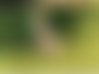 THE HILARIOUS COVID-19 PANDEMIC                 Sad Day. September 20, 2020. We lost our beloved golden retriever, Zeppo Marx.