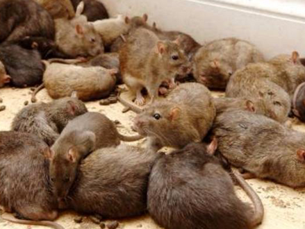 THE HILARIOUS COVID-19 PANDEMIC                  The Rats Abound in New York,                                    & not the Four-Legged Variety