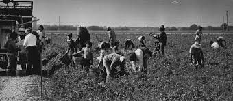 TRY NOT TO ANNOY THE KANGAROO Picking up Cigarette Butts in a Cornfield