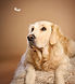 Twyla the golden retriever looking up imaging what she can inspire us to make next