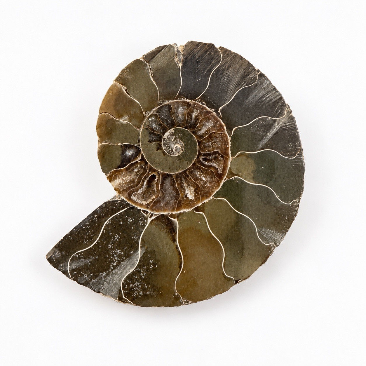 Polished Ammonite Fossil Half 5.5cm Iridescent Shell Crystal Chambers