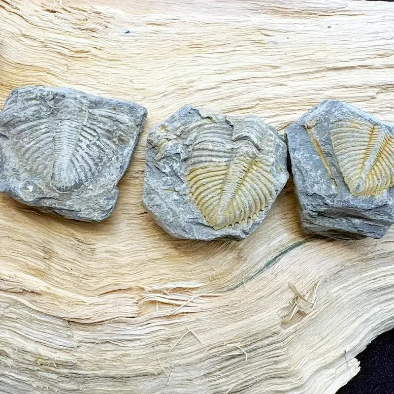 Thumbnail: Trilobite Fossil Replica Weathered Appearance Specimens with Intricate Detailing