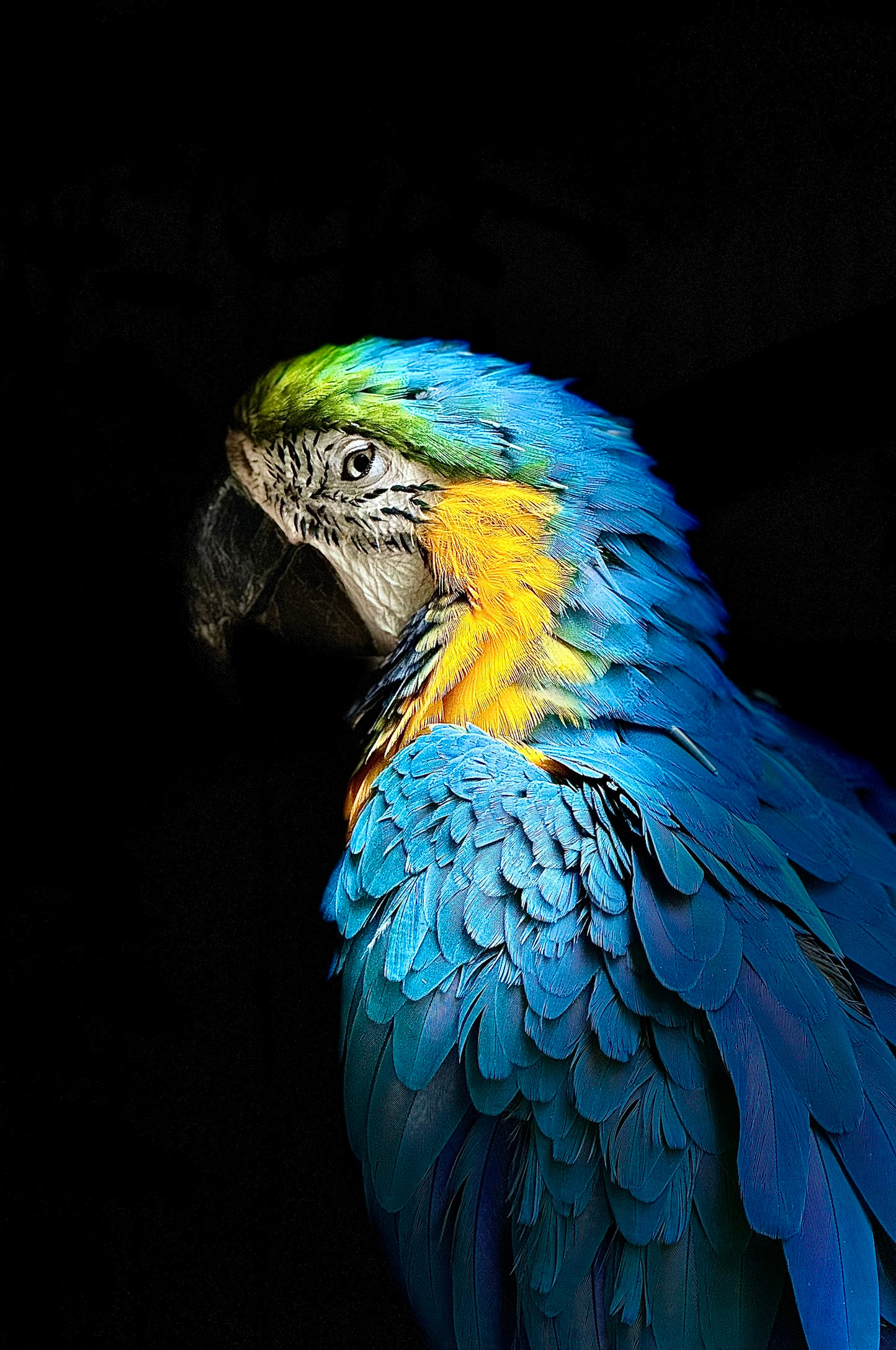 The Baltimore Macaw