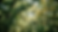 Soft focus green tree canopy