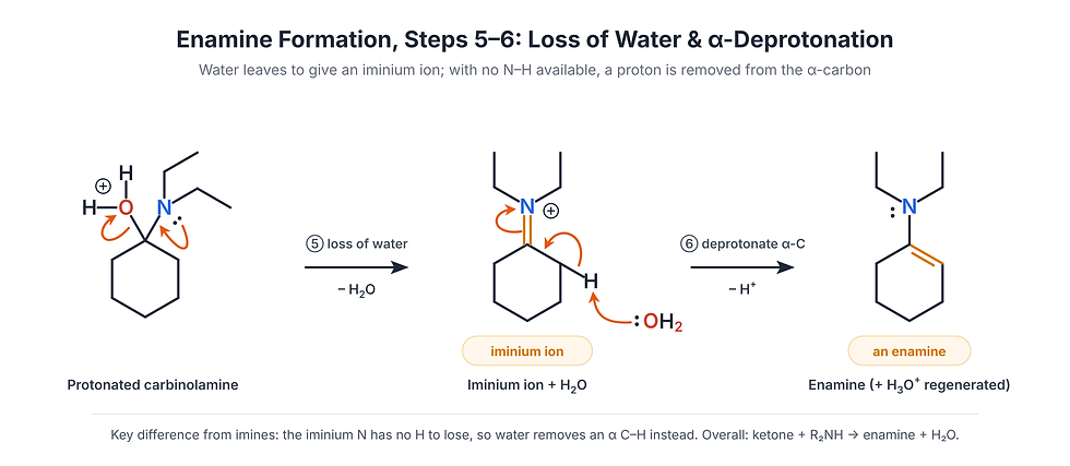 Chemistry diagram showing enamine formation: protonated carbinolamine loses water to iminium, then deprotonates to enamine.