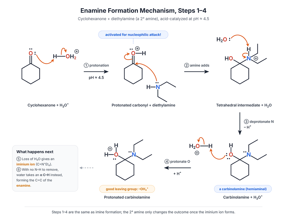 Enamine formation mechanism diagram for cyclohexanone and diethylamine, showing protonation, addition, carbinolamine, and arrows.
