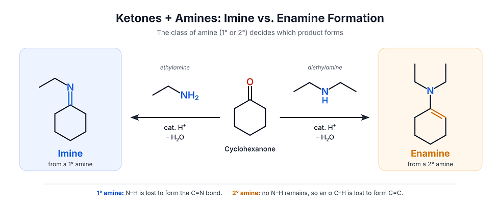 Addition to Ketones and Aldehydes: Imine and Enamine Formation Part 1