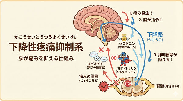 下降性疼痛抑制系