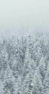 Treetop Snow