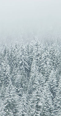 Treetop Snow