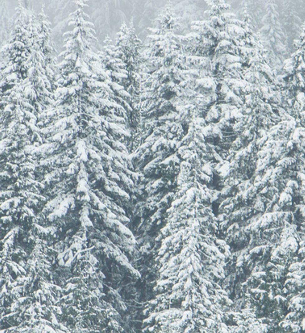 Snow-Covered Forest