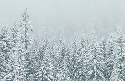 Treetop neige