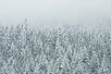 Treetop Snow