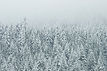 Floresta coberta de neve
