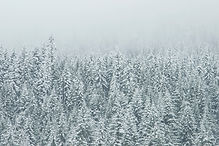 Snow-Covered Forest