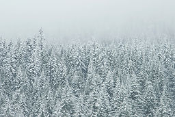 Treetop Snow